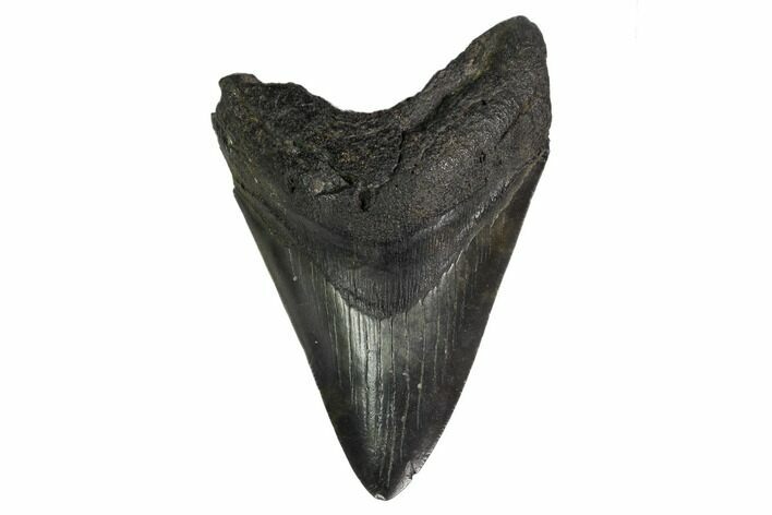 Fossil Megalodon Tooth - South Carolina #160416